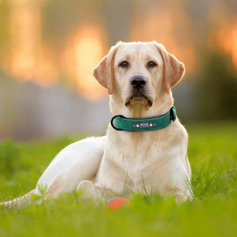 PawVibe Personalized Engraved Leather Dog Collar"